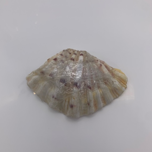 Decorative Bamboo Toothpicks With Seashells & HIPPOPUS Bear Claw Made In Hawaii - Picture 4 of 6